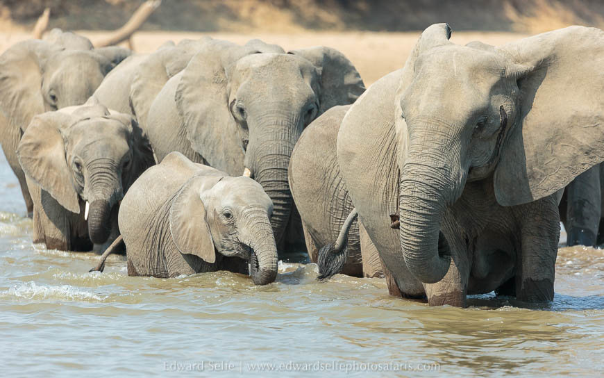 Wildlife image on photo safari with edward selfe in south luangwa national park.