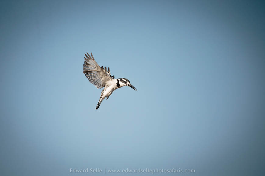 Wildlife image from photo safari with edward selfe.