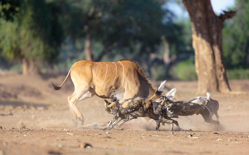 Wildlife image from photo safari with edward selfe in south luangwa national park.