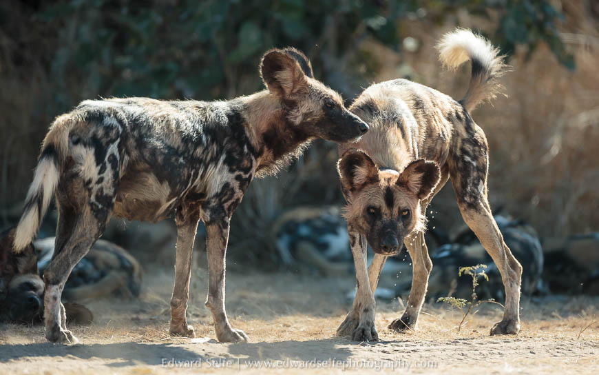 Wild dogs on photo safari in South Luangwa National Park.