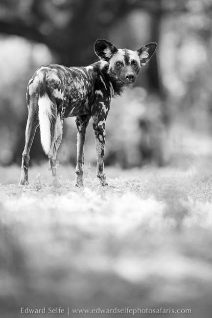 Wildlife image from photo safari with edward selfe.