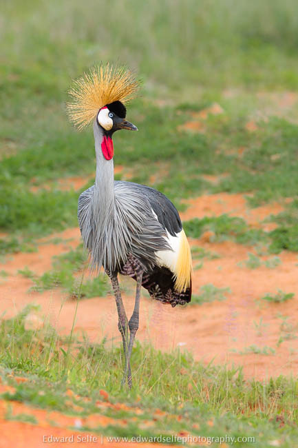 A Grey Crowned Crane in South Luangwa National Park
