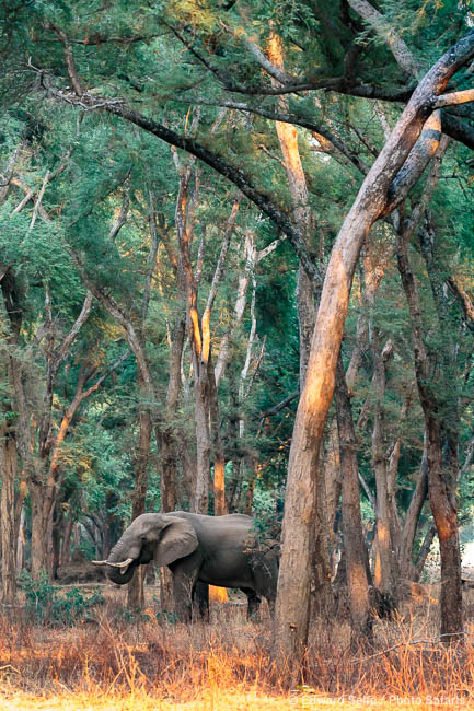 Wildlife image from Lower Zambezi NP by Edward Selfe