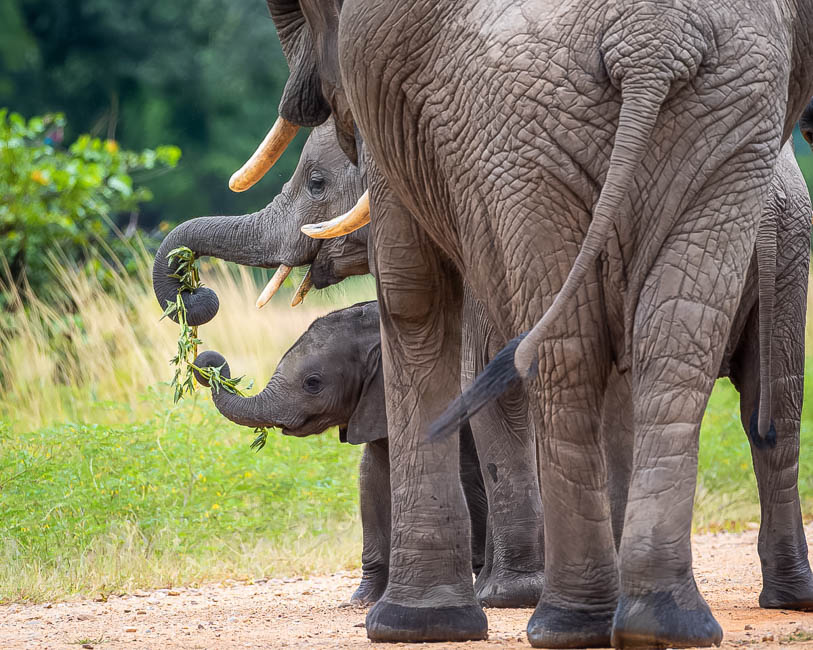 Wildlife image from South Luangwa by Mike White