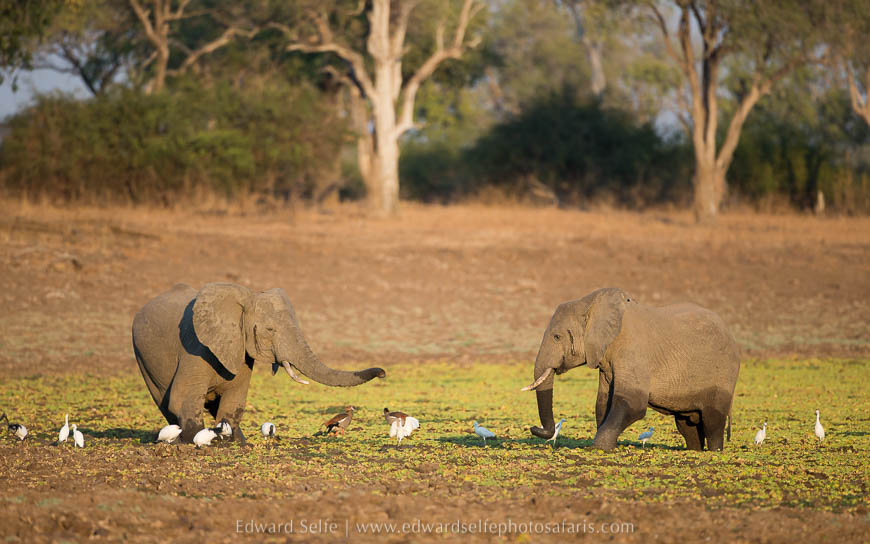 Elephant bulls on photo safari with edward selfe in south luangwa national park.