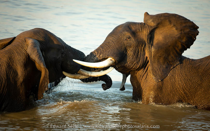 Wildlife image from photo safari with edward selfe.