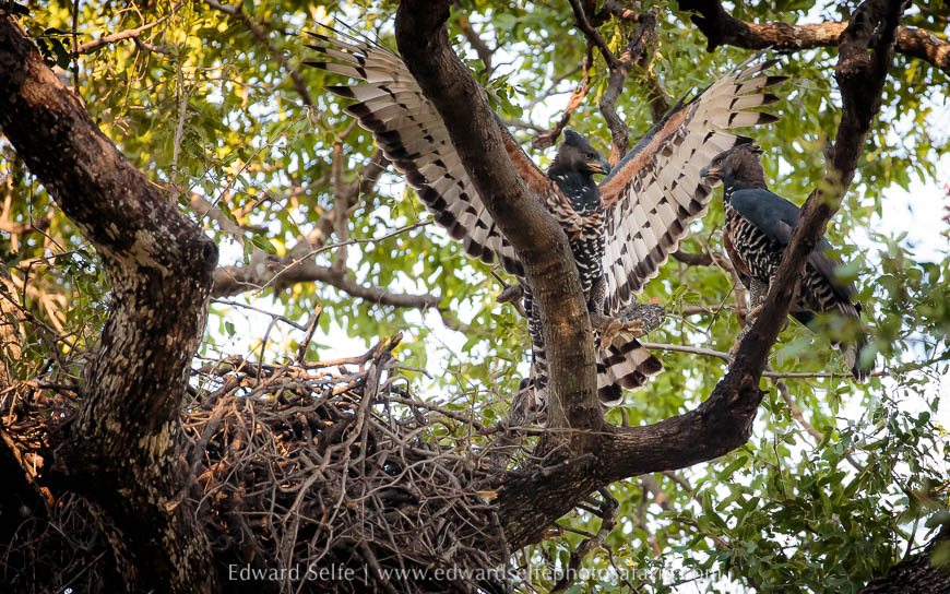 Wildlife image from photo safari with edward selfe.