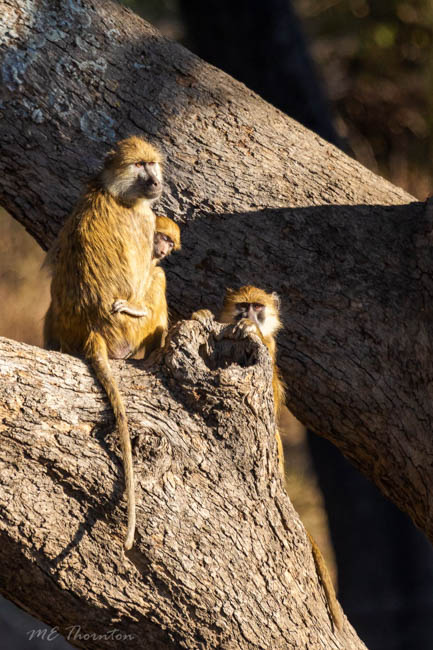 Wildlife image by michael thornton from photo safari in south luangwa with edward selfe.
