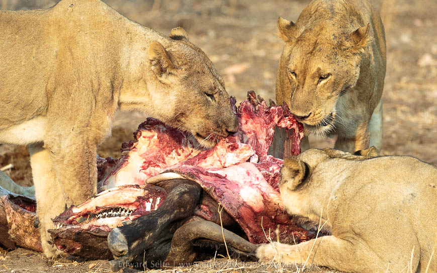Wildlife image from photo safari with edward selfe in south luangwa national park.