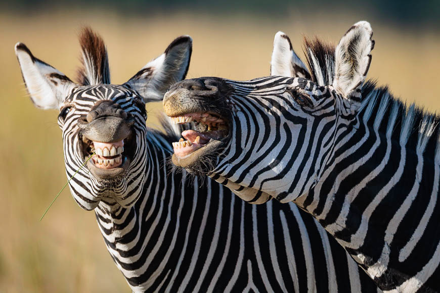 Images of wildlife from photo safari with edward selfe in south luangwa.