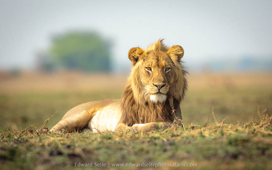 Wildlife image from a photo safari with edward selfe.
