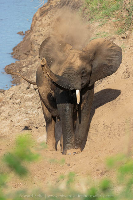 Wildlife image from photo safari with edward selfe in south luangwa national park.