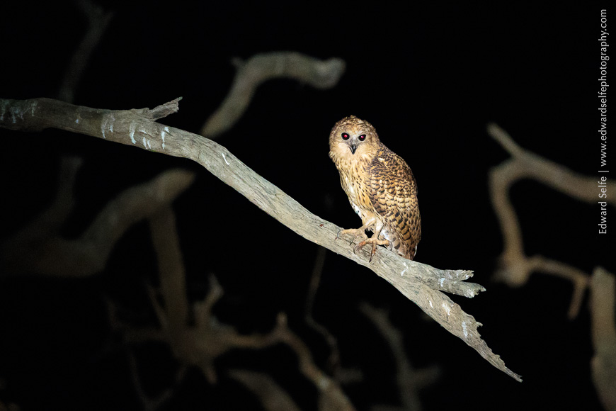 A Pels fishing owl in South Luangwa.