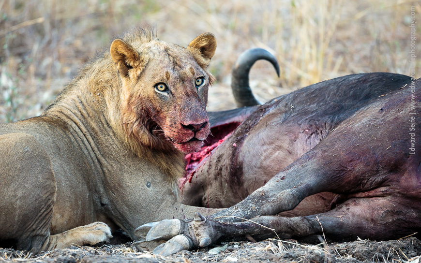 Young male lions feed on the carcass of a buffalo they have killed the previous night.