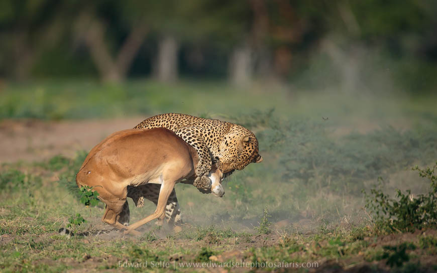 Wildlife image from photo safari with edward selfe.