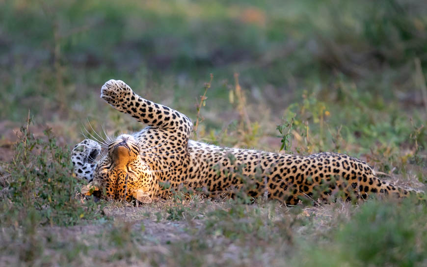 Images of wildlife from photo safari with edward selfe in south luangwa.