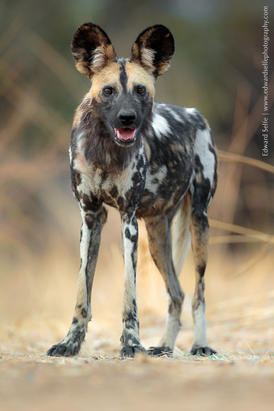 A pristine wild dog adult watches the photographer while on photo-safari in South Luangwa NP.