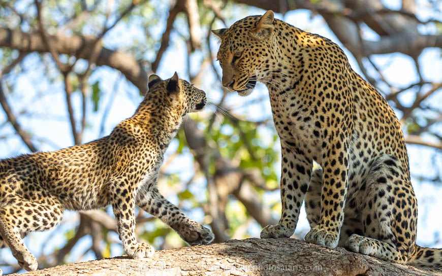 Wildlife image from photo safari with edward selfe in south luangwa national park.