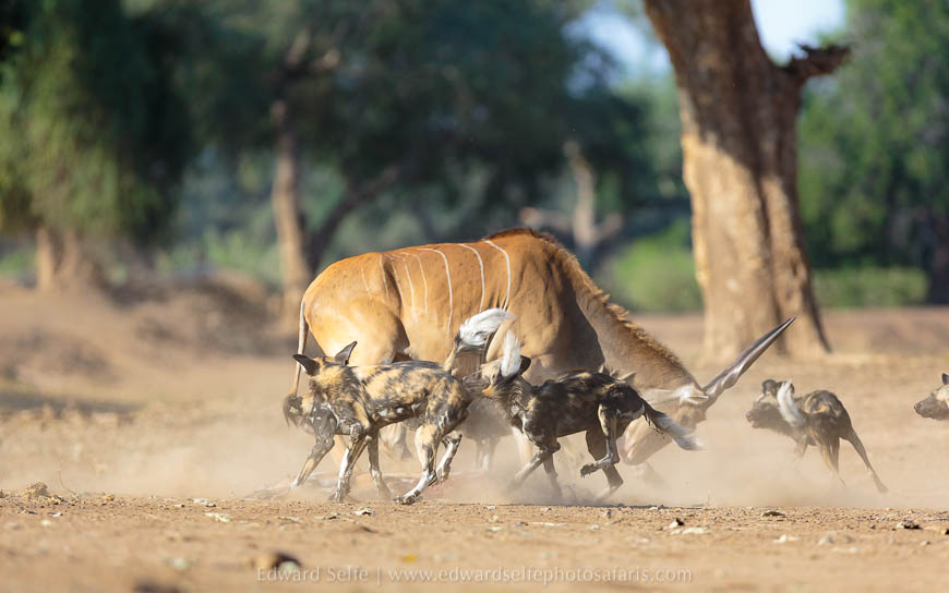 Wildlife image from photo safari with edward selfe in south luangwa national park.