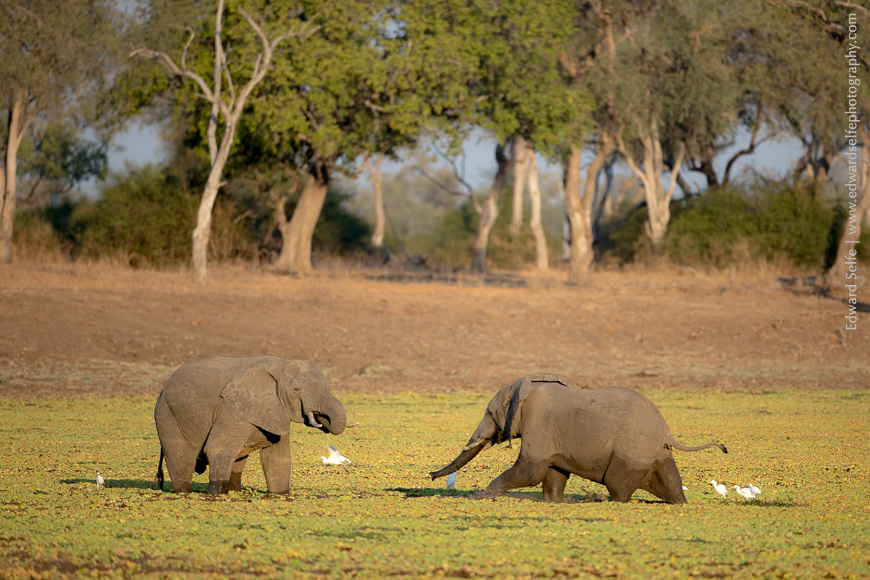 Two bull elephants play in the shallow waters of Lunga Lagoon, South Luangwa National Park