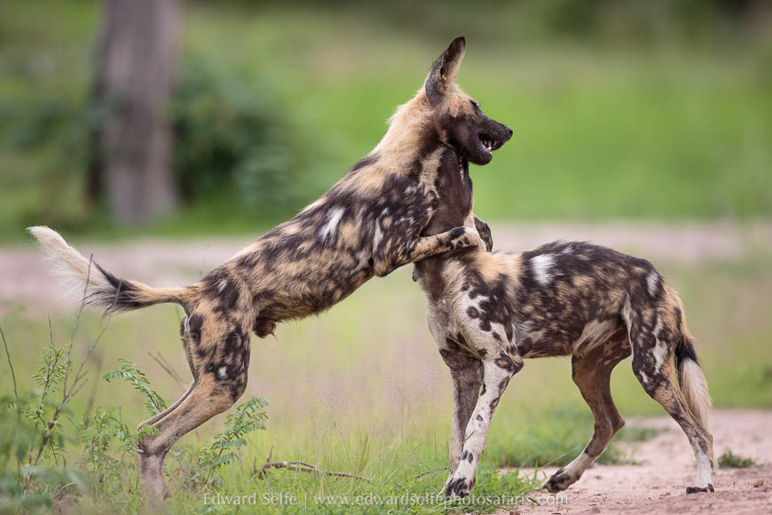 Wildlife image from photo safari with edward selfe in south luangwa national park.