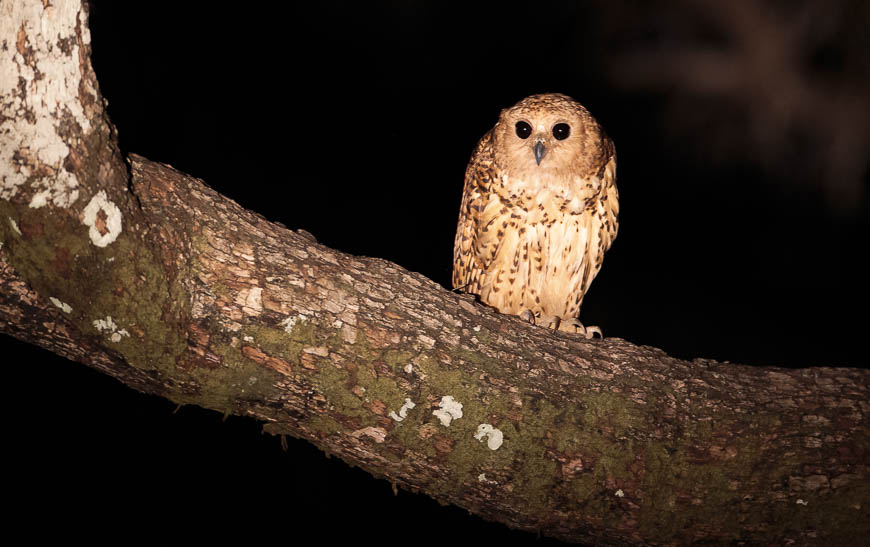 A Pels fishing owl sits above a swollen stream in South Luangwa.