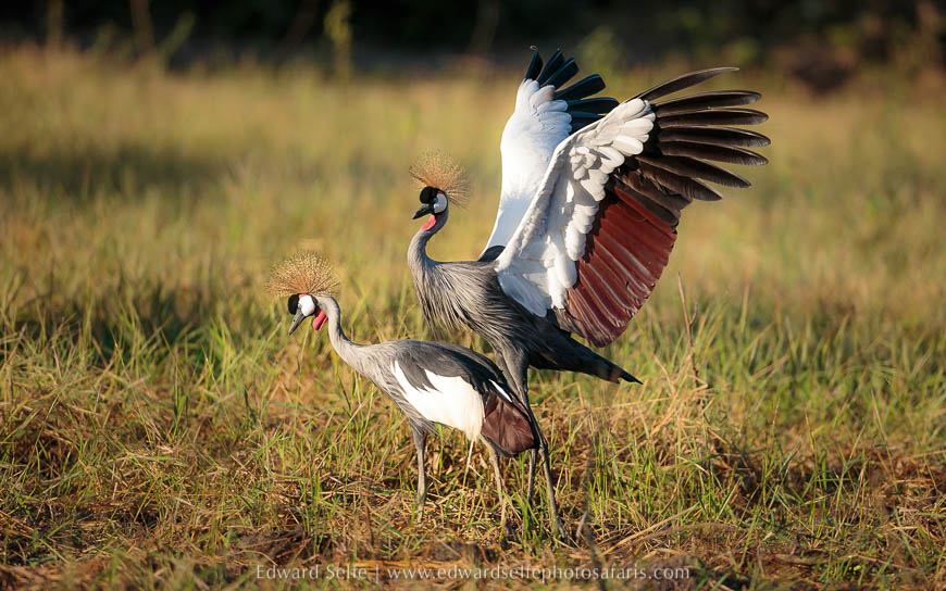 Wildlife image from photo safari with edward selfe in south luangwa national park.