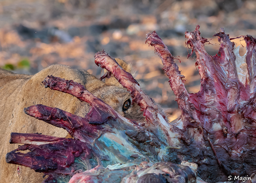 Wildlife image by Sharon Magin from photo safari in Zambia with Edward Selfe.