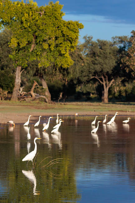 Images of wildlife from photo safari with edward selfe in south luangwa.