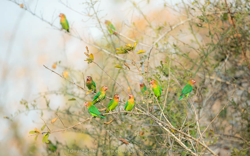 Wildlife image on photo safari with edward selfe in south luangwa national park.