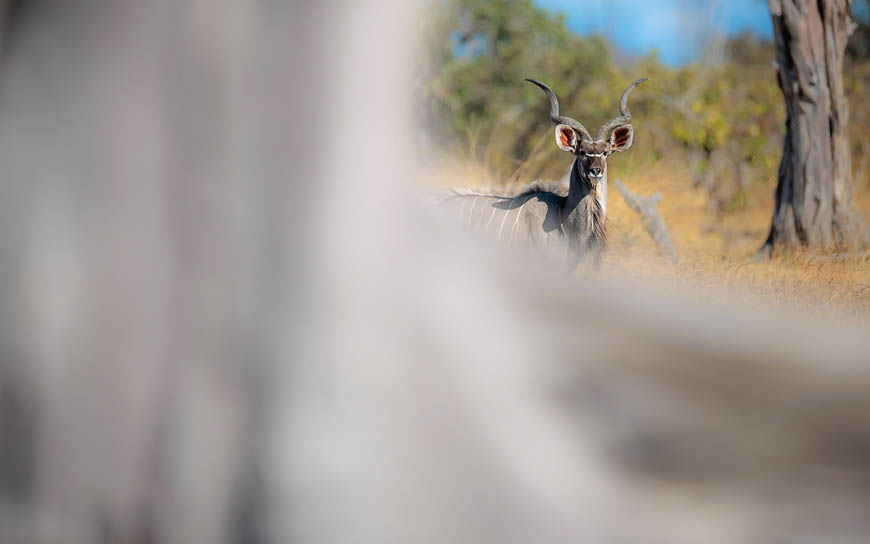 Images of wildlife from photo safari with edward selfe in south luangwa.