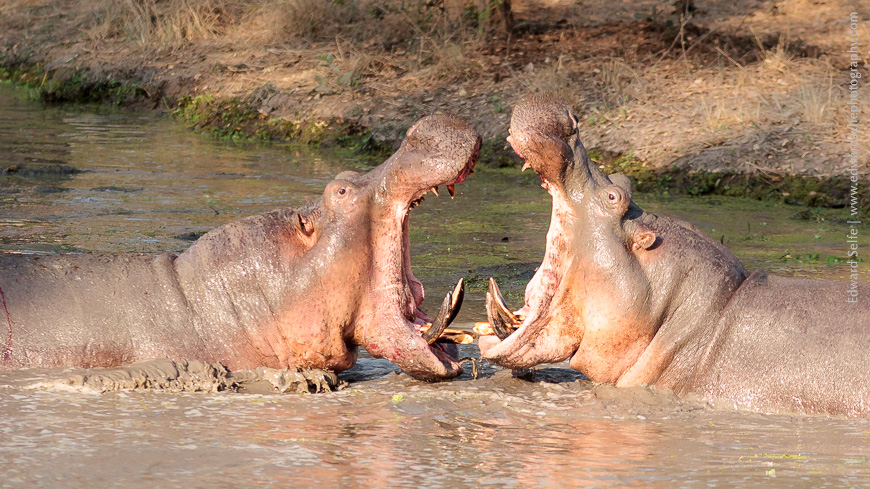 A duel between two male hippos in a drying Luangwa waterhole.