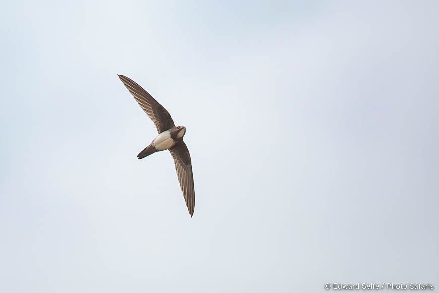 Wildlife image of a bird by edward selfe from photo safari in zambia.