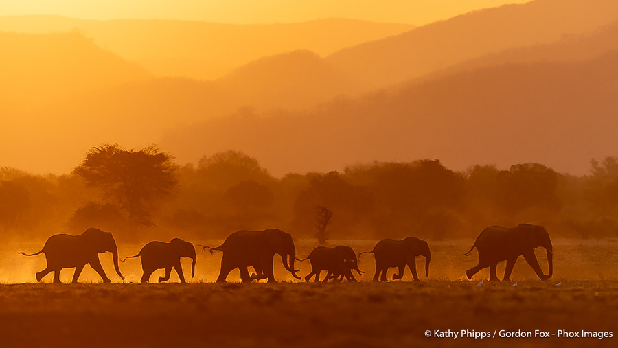 Image from pan-zambia photo safari by phox images