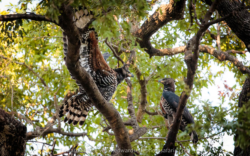 Wildlife image from photo safari with edward selfe.
