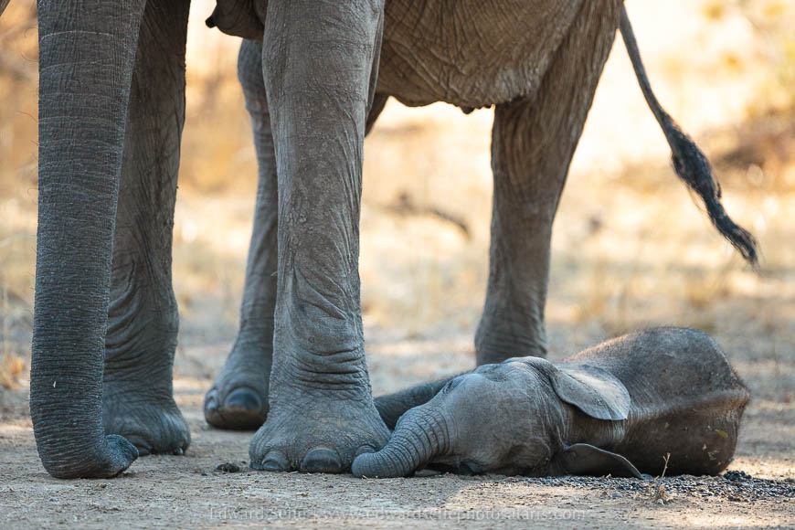 Wildlife image from photo safari with edward selfe in south luangwa national park.