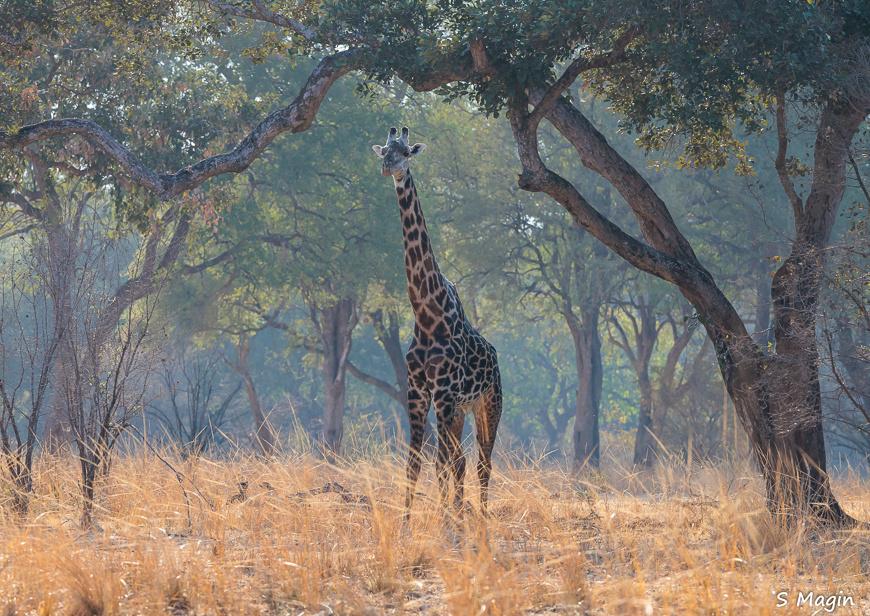Wildlife image by Sharon Magin from photo safari in Zambia with Edward Selfe.