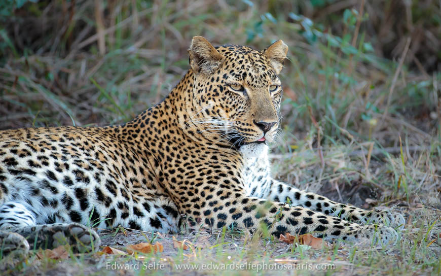 Wildlife image from photo safari with edward selfe.