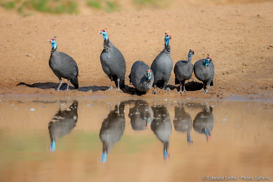 Wildlife image by edward selfe from photo safari in southern africa.