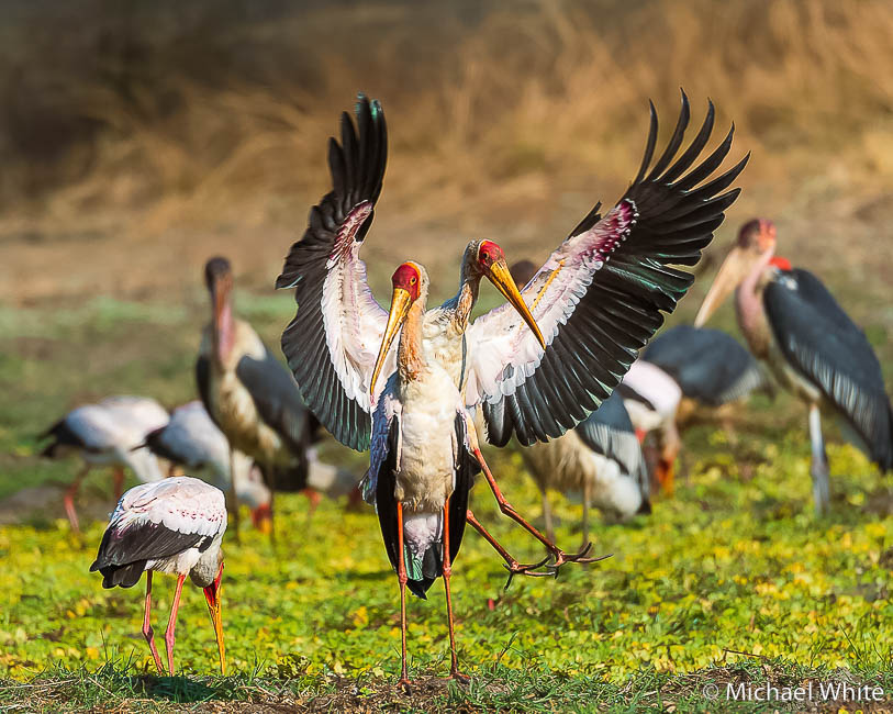 Mike white’s image of wildlife from photo safari with edward selfe in zambia.