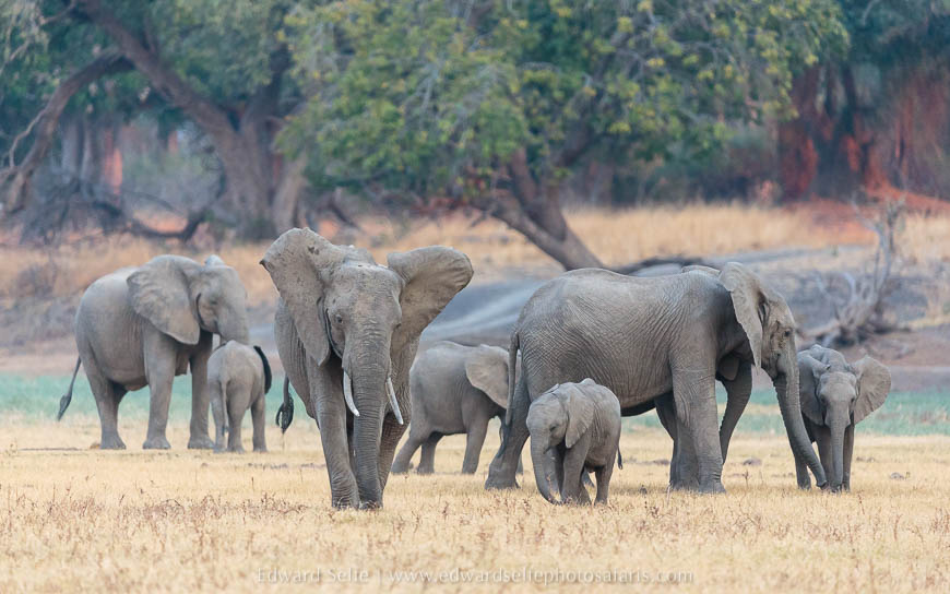 An elephant herd on photo safari with edward selfe in south luangwa national park.