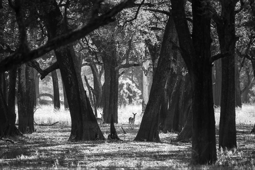 Pukus in the forest on photo safari with Edward Selfe in South Luangwa National Park./><figcaption align=justify