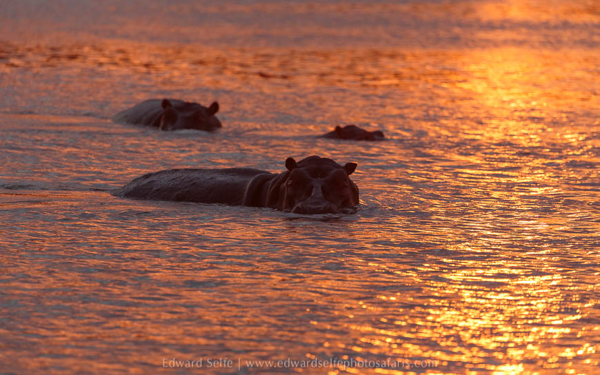 Wildlife image from photo safari with edward selfe in south luangwa national park.