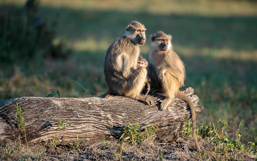 Wildlife image from photo safari with edward selfe.