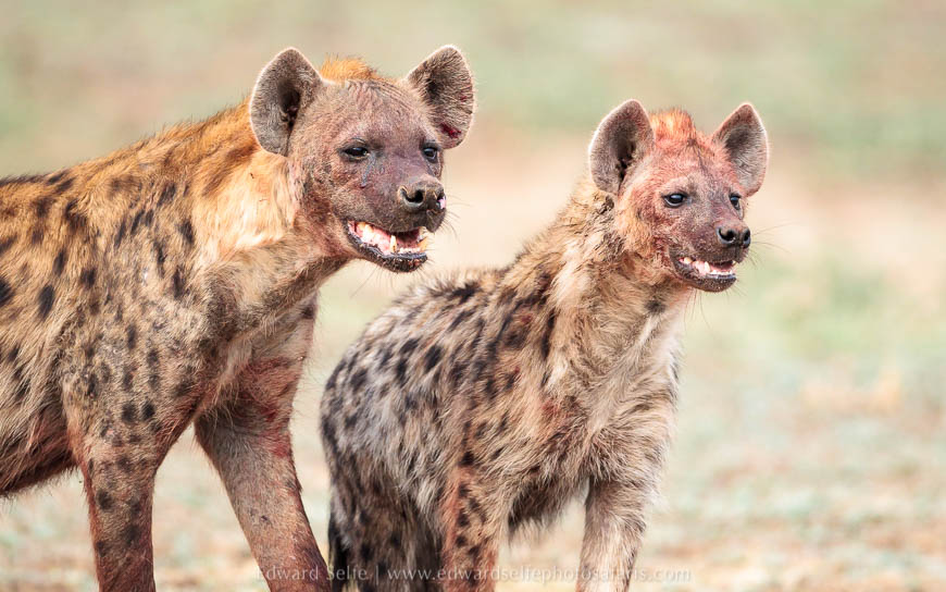 Wildlife image from photo safari with edward selfe in south luangwa national park.