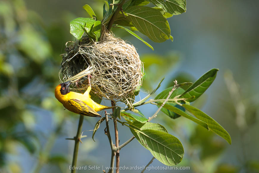 Wildlife image from photo safari in south luangwa with edward selfe.