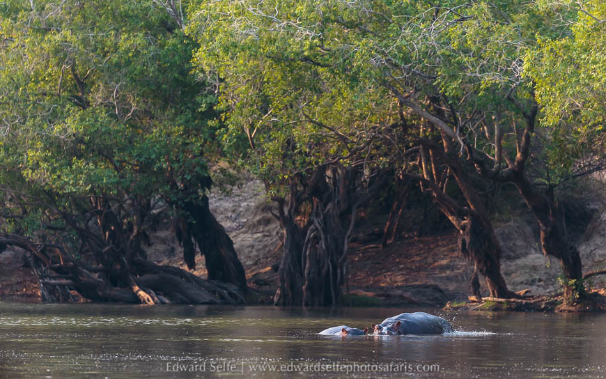 Wildlife image from a photo safari with edward selfe.