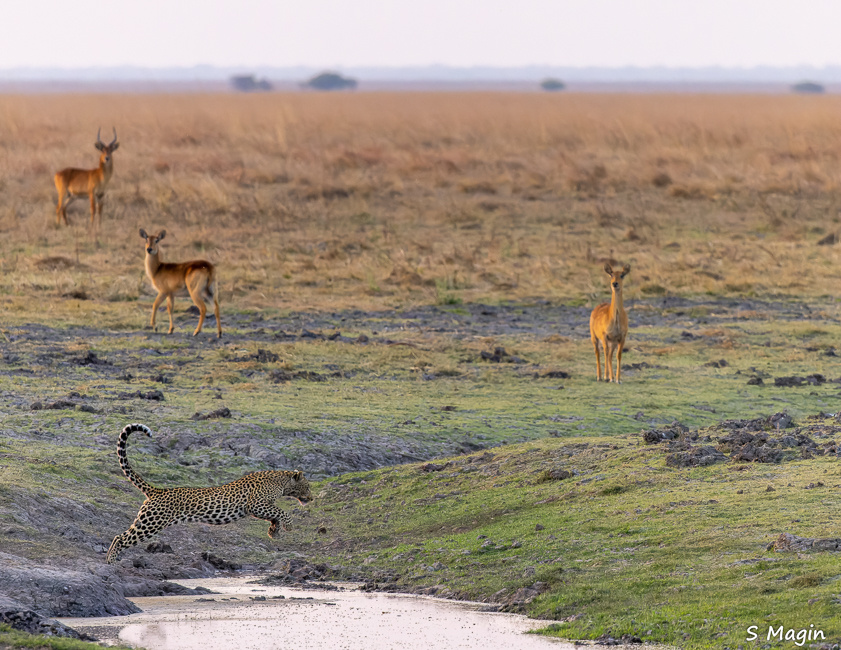 Wildlife image by Sharon Magin from photo safari in Zambia with Edward Selfe.
