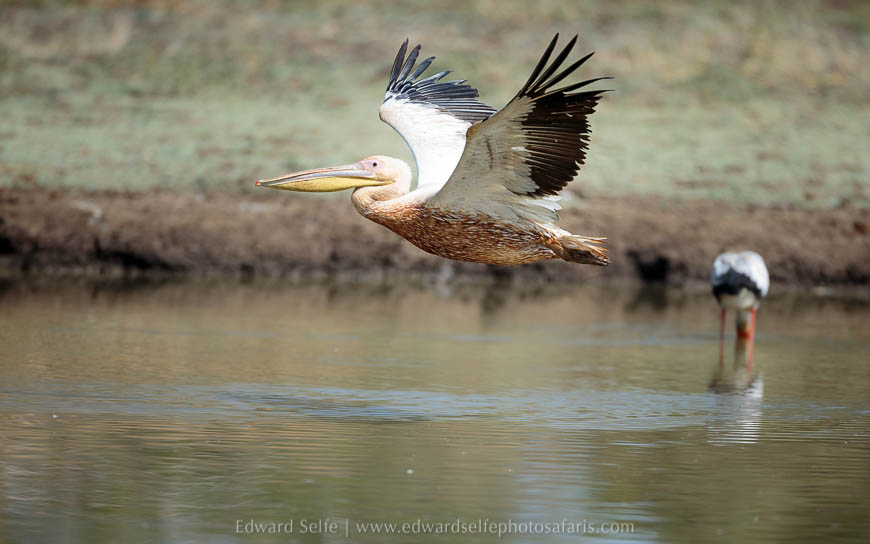 Wildlife image from photo safari with edward selfe in south luangwa national park.