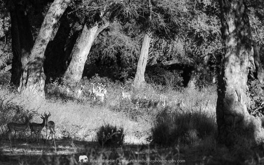 Impalas feeding in the rich riveting zone of Mana Pools National Park.